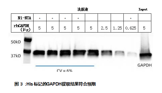 His 标记的GAPDH提取结果符合预期