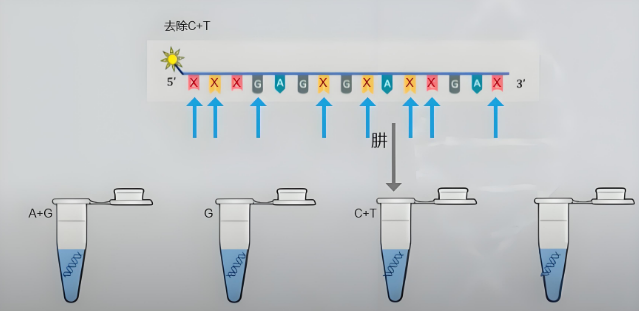 高通量dna测序法