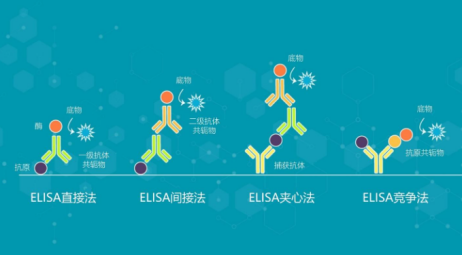 ELISA测试的类型和示意图