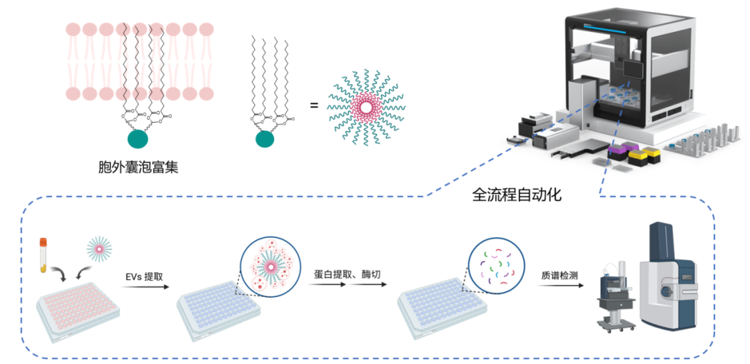 应用笔记 | 基于Flex自动化平台的多体液胞外囊泡分离及EV蛋白质组学分析流程 配图2